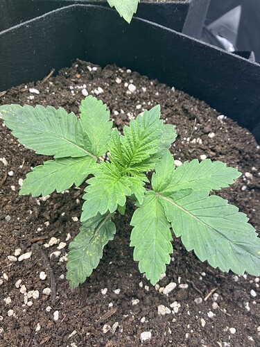Growreport Bild 13