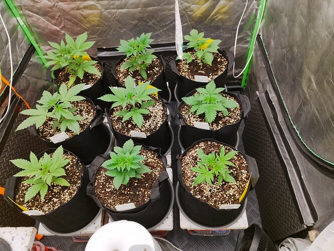 Mehrere junge Cannabispflanzen in Vlies-Töpfen, die sich in der Wachstumsphase befinden.