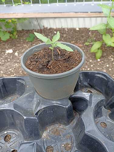 WhatsApp Bild 2025-06-01 um 12.04.18_55b6fdf0