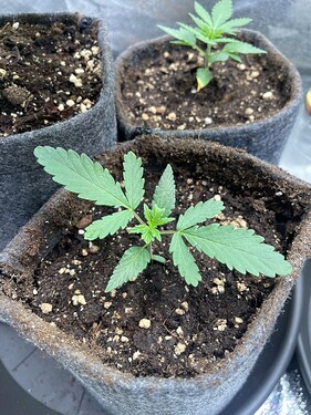 Growreport Bild 31