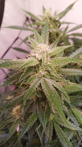 Growreport Bild 11