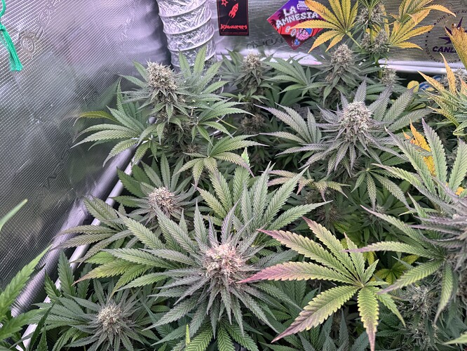 Growreport Bild 11