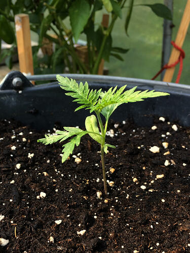 Grow26_0723_04