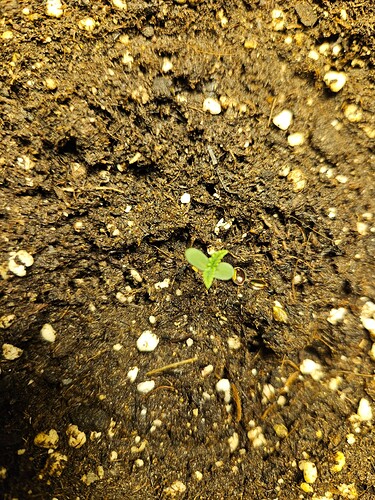 Growreport Bild 46