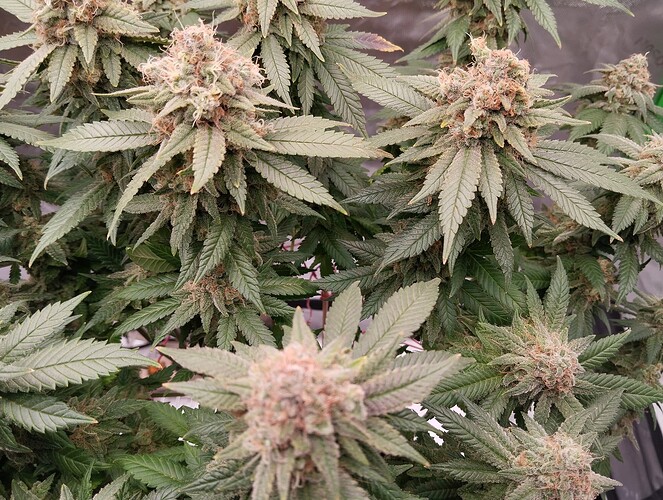 Growreport Bild 2