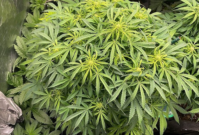 Nahaufnahme einer Cannabis-Pflanze in der frühen Blütephase in einem Grow-Zelt.