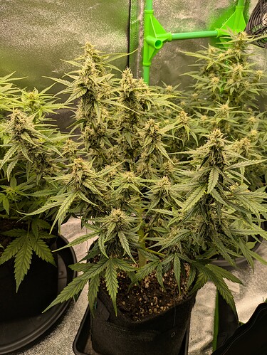 Growreport Bild 32