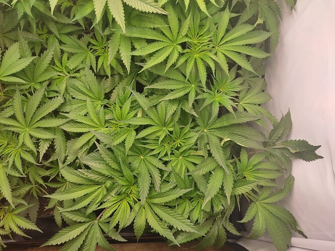 Growreport Bild 11
