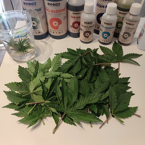 Growreport Bild 7