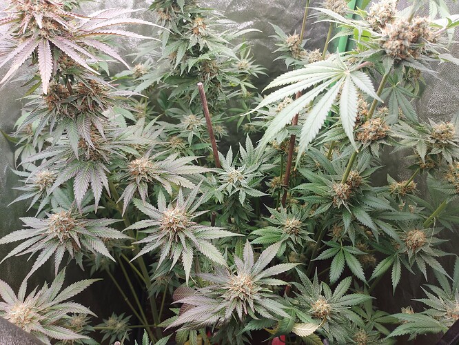 Growreport Bild 12