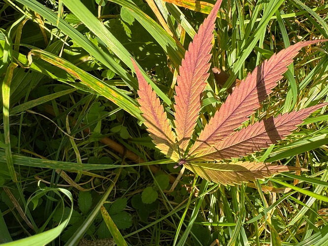 Growreport Bild 29