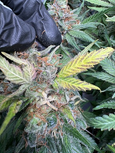 Growreport Bild 3