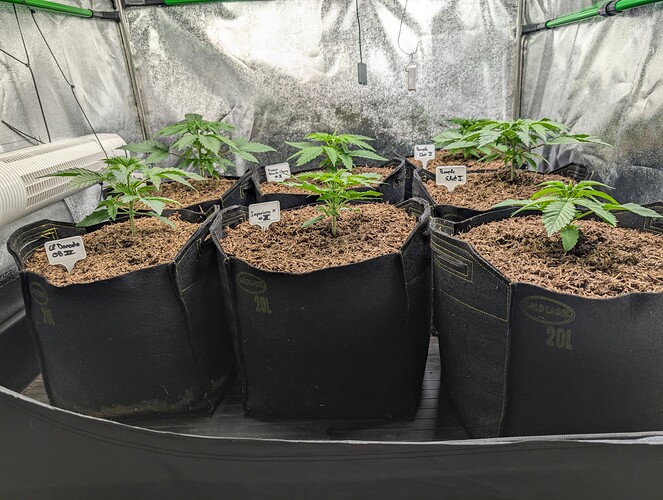 Growreport Bild 3