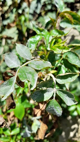 Growreport Bild 15