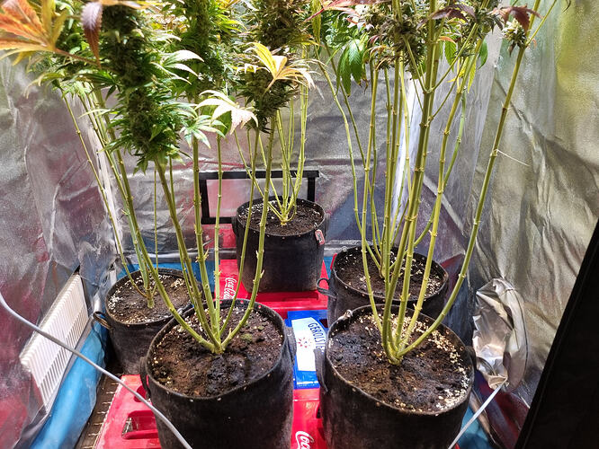 Mehrere Cannabis-Pflanzen in der Blütephase, die in schwarzen Stofftöpfen auf roten Kisten stehen. Die Pflanzen haben dicke Stängel und entwickeln bereits Blütenstände.