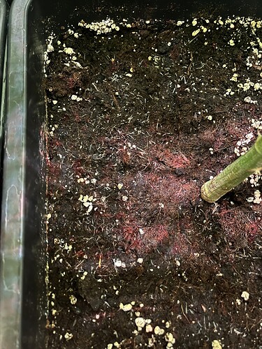 Growreport Bild 9