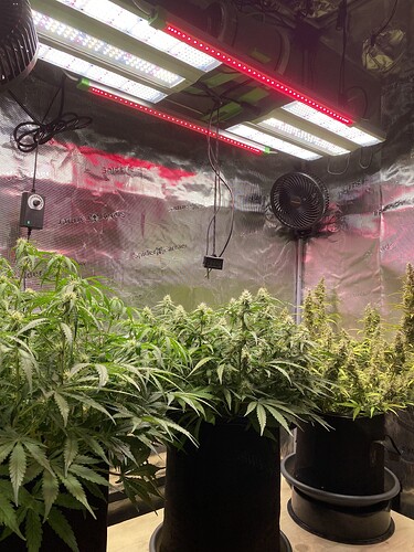 Growreport Bild 82