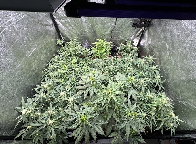 Growreport Bild 8