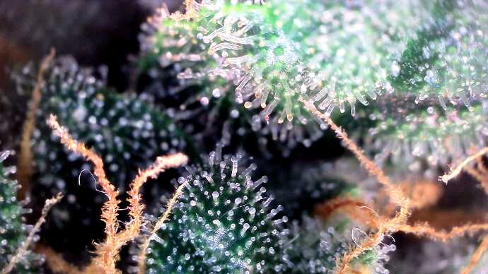 Growreport Bild 25