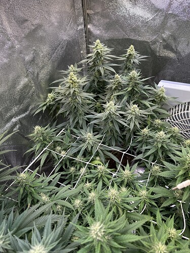 Growreport Bild 7