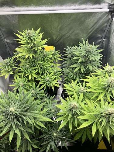 Growreport Bild 3