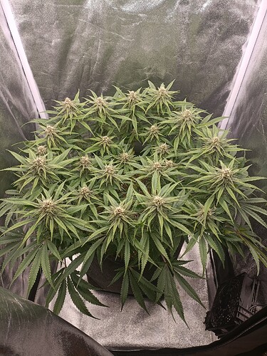 Growreport Bild 1