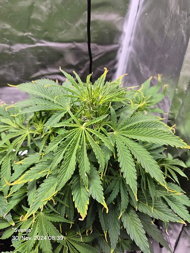 Growreport Bild 3