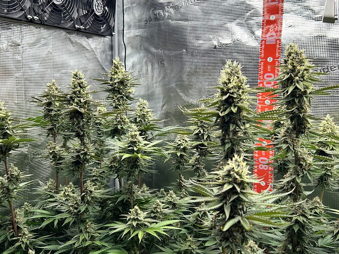 Mehrere blühende Cannabis-Pflanzen in einem Grow-Zelt mit einer Messlatte im Hintergrund.