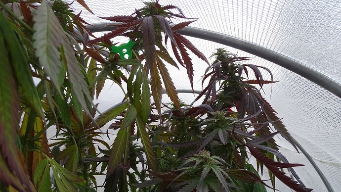 Growreport Bild 4