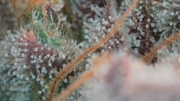 Growreport Bild 10