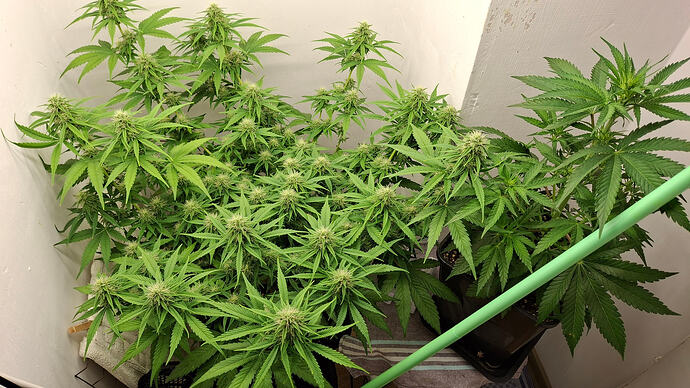 Growreport Bild 271