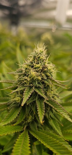 Growreport Bild 37