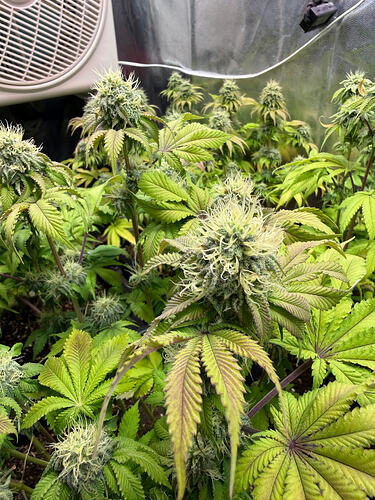 Growreport Bild 13