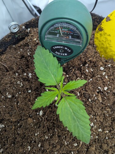 PXL_20250305_051412919