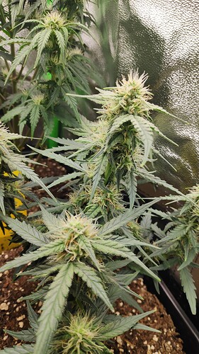 Growreport Bild 6