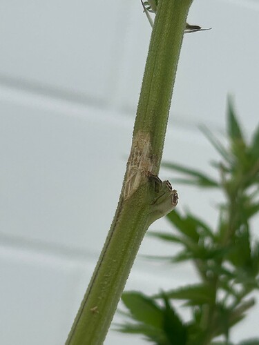 Growreport Bild 51