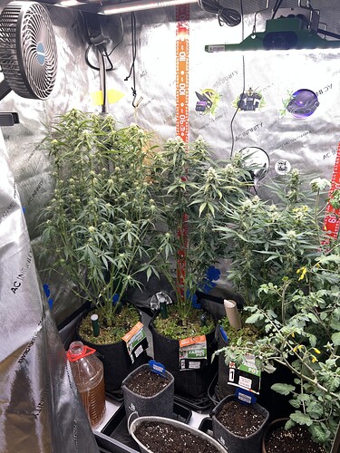 Growreport Bild 2