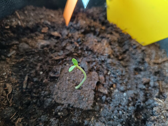 IMG_20240425_112713112_HDR