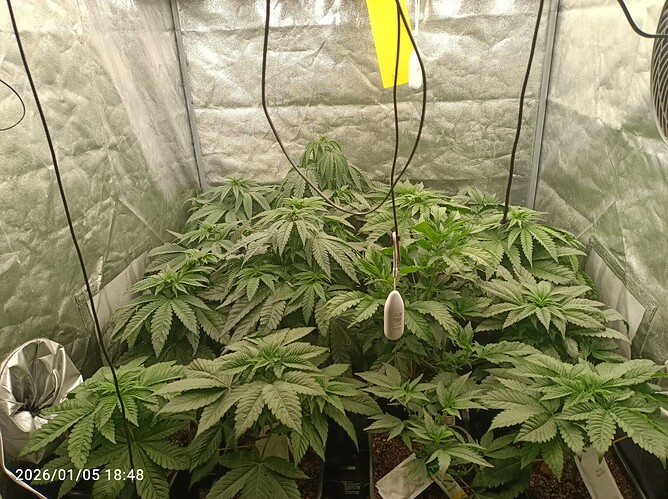 Growreport Bild 1