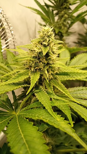 Growreport Bild 20
