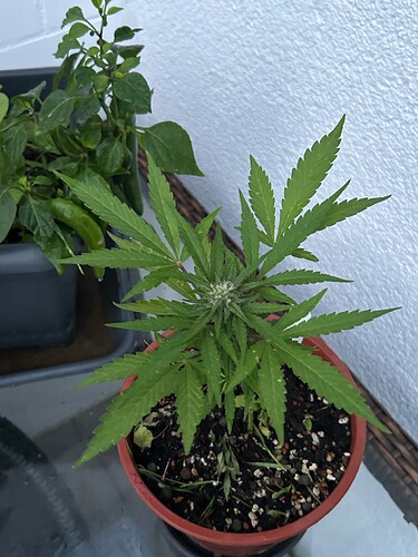 Growreport Bild 21