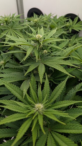 Growreport Bild 4