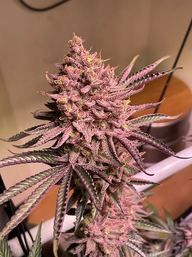 Growreport Bild 3