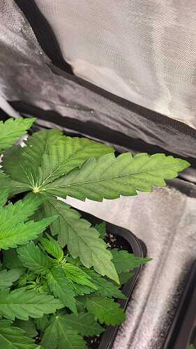 Growreport Bild 35