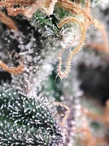 Growreport Bild 40