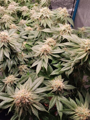 IMG_20250224_194856 - Kopie