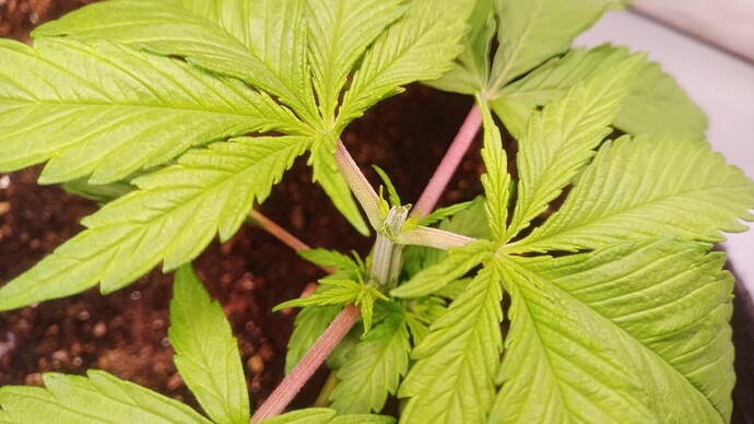 Growreport Bild 5