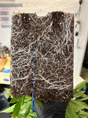 Growreport Bild 54