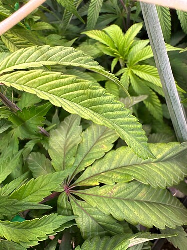 Growreport Bild 2
