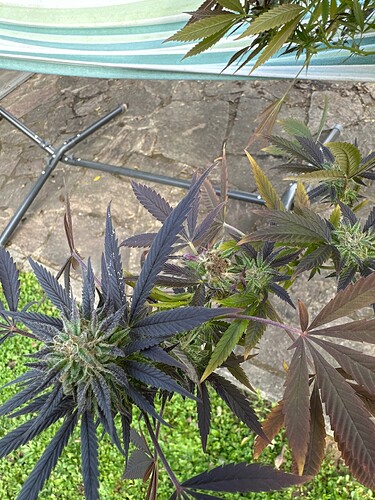 Growreport Bild 1